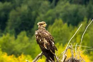 Haines Rafting Tour to Chilkat Bald Eagle Preserve thumbnail 5