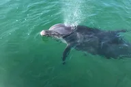 Florida Boat and Dolphin Watching Tour 2 hr thumbnail 4
