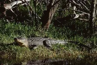 Naples Everglades Airboat and Wildlife Sanctuary Tour thumbnail 6