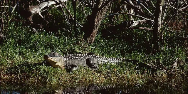 Naples Everglades Airboat and Wildlife Sanctuary Tour - Image 6