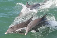 Clearwater Dolphin Sightseeing Cruise thumbnail 6
