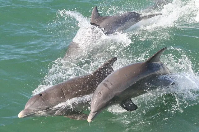 Clearwater Dolphin Sightseeing Cruise - Image 6