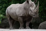 Bronx Zoo Entry Ticket thumbnail 3