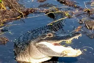 Miami Everglades Tour with Wet Walk and Boat Trips thumbnail 4