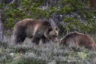 Jackson Grand Teton National Park Tour 4 hr thumbnail 6