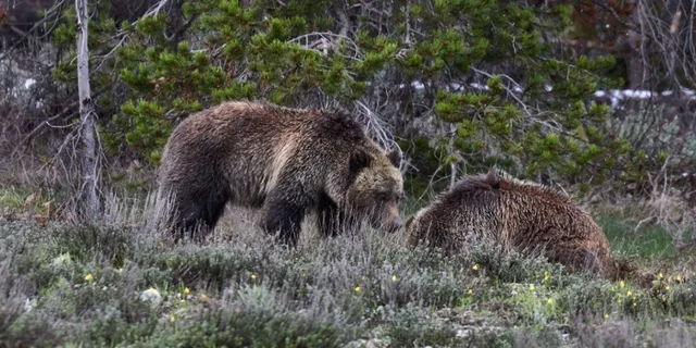 Jackson Grand Teton National Park Tour 4 hr - Image 6