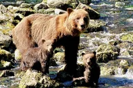 Juneau Bear Viewing Tour at Waterfall Creek thumbnail 2