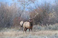 Yellowstone National Park Private Tour 2 Days thumbnail 5