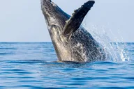 Kailua-Kona Whale Watching Cruise thumbnail 1