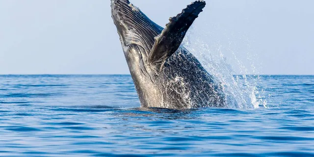 Kailua-Kona Whale Watching Cruise - Image 1