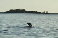 Cape Coral Dolphin Boat Tour thumbnail 5