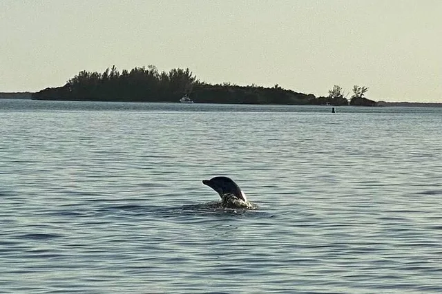 Cape Coral Dolphin Boat Tour - Image 5