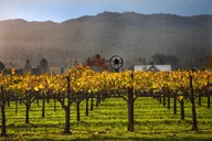 San Francisco Amador County Wine Tour 8 hr thumbnail 1