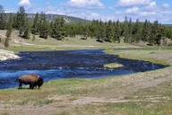 Yellowstone Guided Day Tour thumbnail 5
