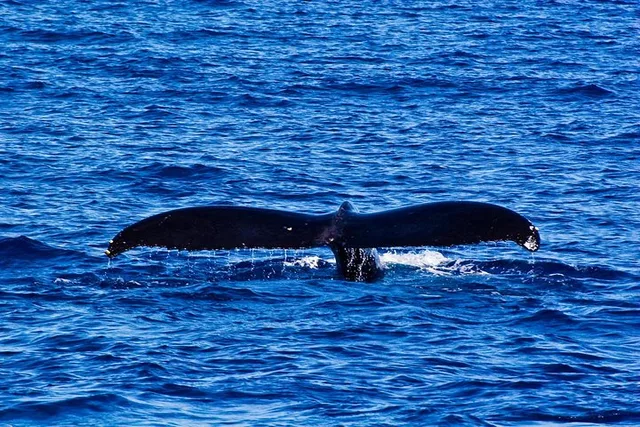 Waikiki Catamaran Whale Watch 2 hr - Image 6