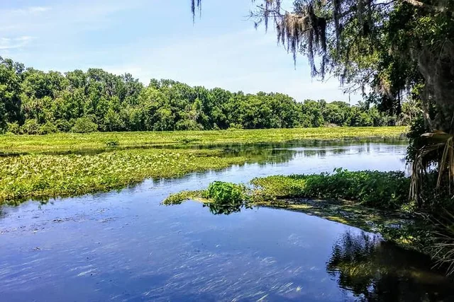 Wekiva Wildlife Kayaking Tour - Image 4