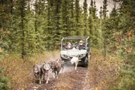 Fairbanks Dog Mushing Fall Adventure thumbnail 5