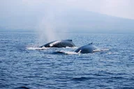 Kailua-Kona Whale Watching Raft Adventure thumbnail 4