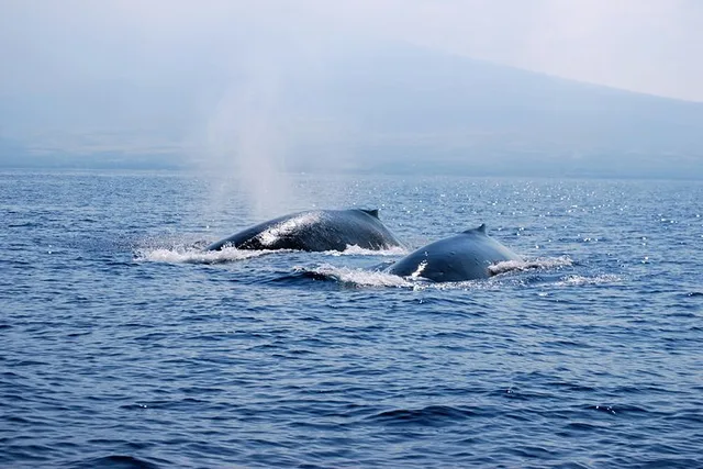 Kailua-Kona Whale Watching Raft Adventure - Image 4