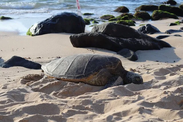 Oahu Island Tour with Snorkeling and Turtles - Image 2