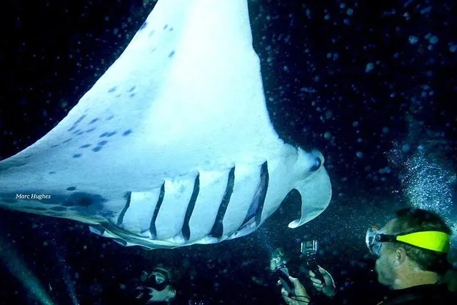 Kailua-Kona Manta Ray Night Snorkel - Image 4