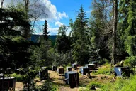 Fairbanks Siberian Husky Kennel Tour 1 hr thumbnail 1