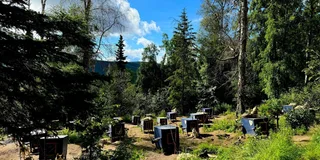 Fairbanks Siberian Husky Kennel Tour 1 hr