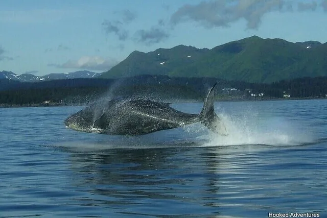 Whale and Wildlife Viewing Tour - Image 3