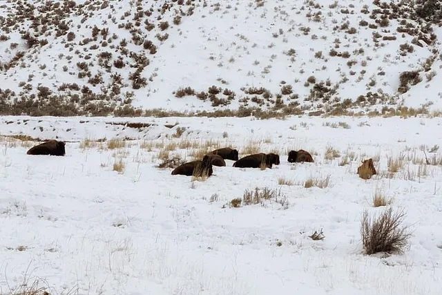 North Yellowstone National Park Winter Excursion - Image 6