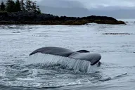 Sitka Wildlife Photo Safari & Beachcombing Cruise thumbnail 2