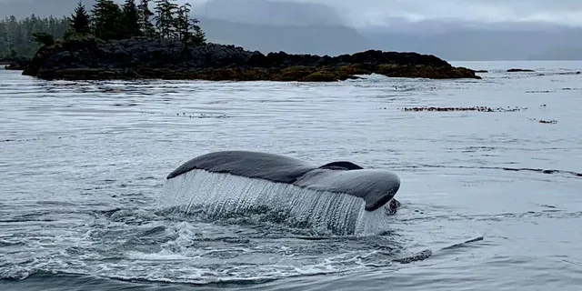 Sitka Wildlife Photo Safari & Beachcombing Cruise - Image 2