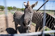 Fredericksburg Safari and Wine Tasting Tour thumbnail 3