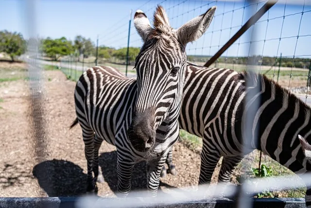 Fredericksburg Safari and Wine Tasting Tour - Image 3