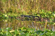 Florida Everglades Wildlife Boat Tour 90 Min thumbnail 2