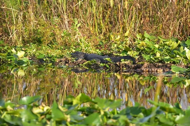 Florida Everglades Wildlife Boat Tour 90 Min - Image 2