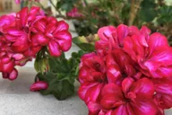 Santa Monica Hidden Stairways & Canyon Paths Tour thumbnail 1