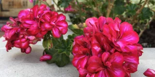 Santa Monica Hidden Stairways & Canyon Paths Tour
