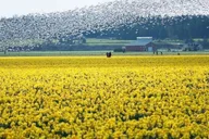 Seattle Tulip Festival Day Trip thumbnail 3