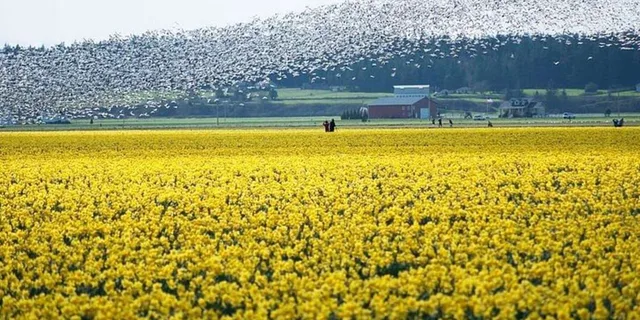 Seattle Tulip Festival Day Trip - Image 3