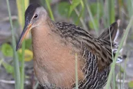 Central Florida Private Birding Tour 5 hr thumbnail 4