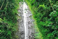 Oahu Self-Guided Trail Hike to Manoa Falls thumbnail 3
