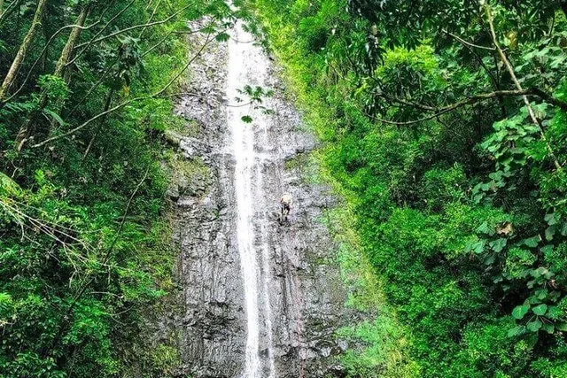 Oahu Self-Guided Trail Hike to Manoa Falls - Image 3