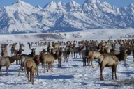 Jackson Hole National Elk Refuge Sleigh Ride thumbnail 2