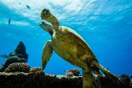 Hawaii Scuba Diving Experience for Non-Certified Divers thumbnail 4