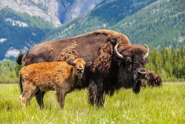 Yellowstone Private Guided Tour - Image 5