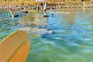 Crystal River Kayak Rental See The Manatees 3 hr thumbnail 2