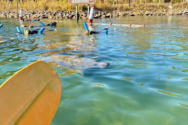 Crystal River Kayak Rental See The Manatees 3 hr - Image 2