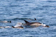 Gloucester Whale Watching Tour thumbnail 5