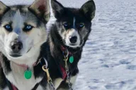 Seward Helicopter Glacier Dog Sledding Adventure 1.5 hr thumbnail 3