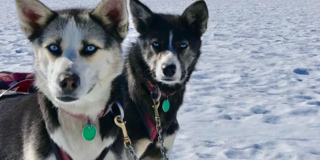 Seward Helicopter Glacier Dog Sledding Adventure 1.5 hr - Image 3
